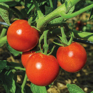 Tomato & Blossom Set Spray