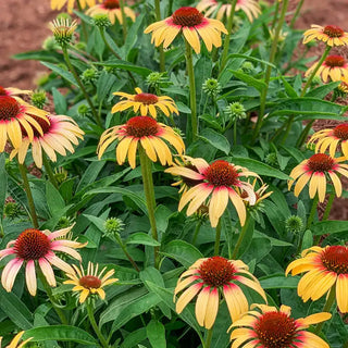 Strawberry Mango Coneflower