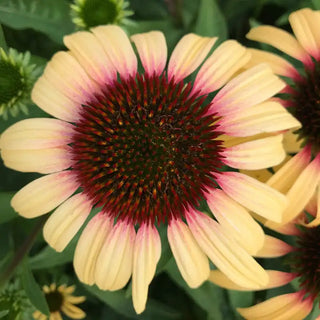 Strawberry Mango Coneflower