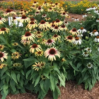 Strawberry Mango Coneflower