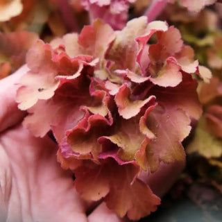 Frilly Coral Bells