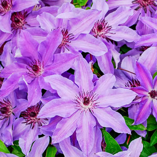 Blue Ravine Clematis