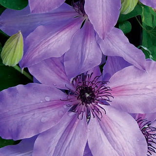 Blue Ravine Clematis