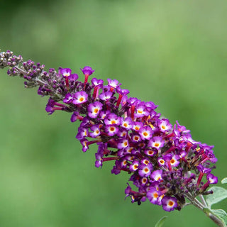 Polka Dot Butterfly Bush