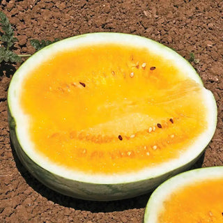 Orange Krush Hybrid Watermelon Seed