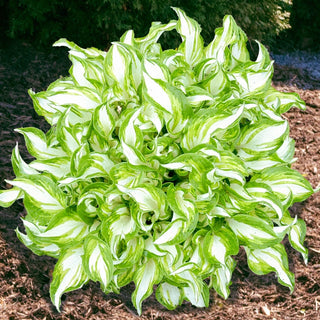 Kiwi Spearmint Hosta