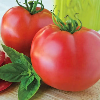 Pink Cadillac vff Hybrid Tomato