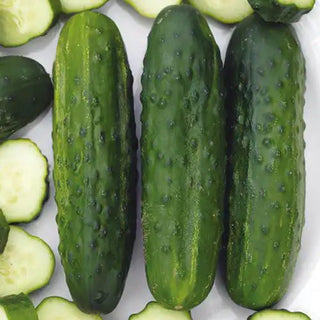 Sassy Hybrid Cucumber Seed