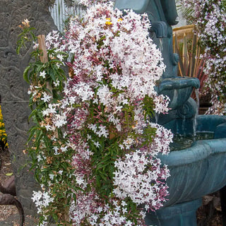 Pink Jasmine