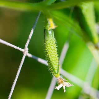 Gro-Nets Netting