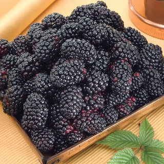 Black Magic™ Blackberry Plant