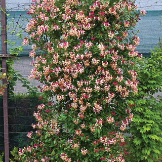 Fragrant Cloud Honeysuckle Plant