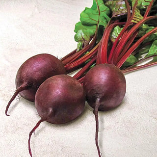 Pacemaker III Hybrid Beet