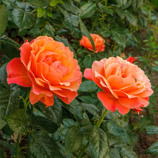 Livin' Easy™ Floribunda Rose