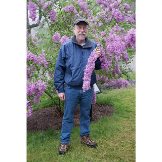 Lilac Sunday Lilac Plant