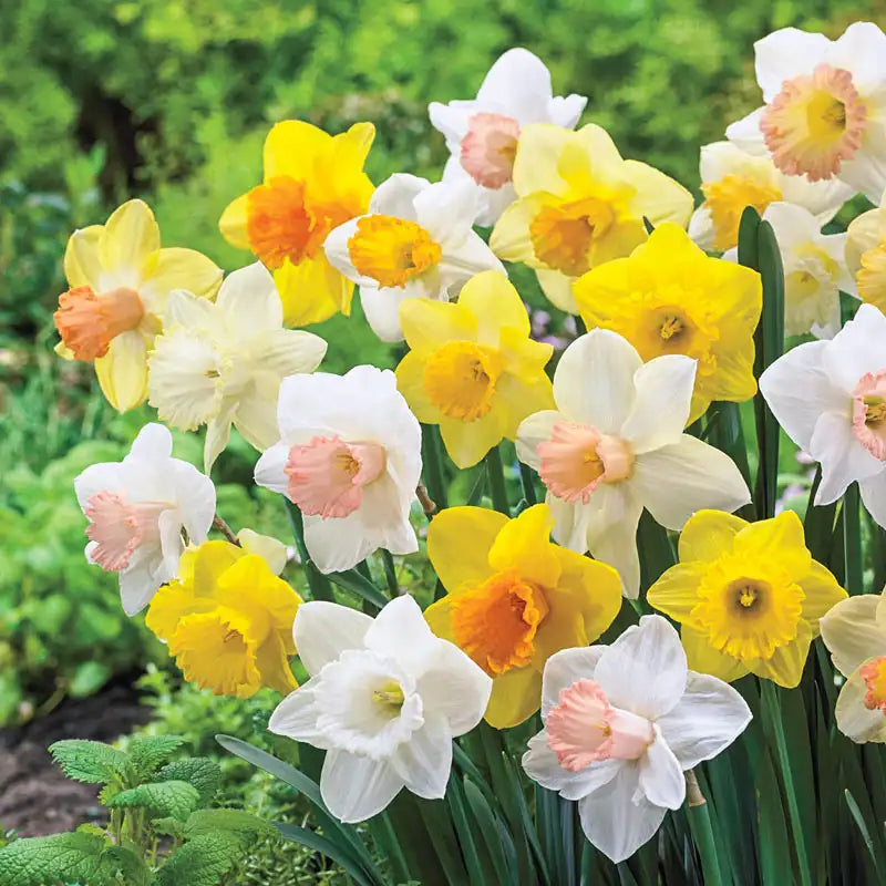 Giant Trumpet Daffodils for Naturalizing