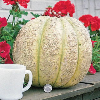 Gurney's® Giant Improved Hybrid Cantaloupe Seed