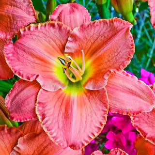 Scottish Fantasy Reblooming Daylily