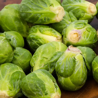 Diablo Hybrid Brussels Sprouts