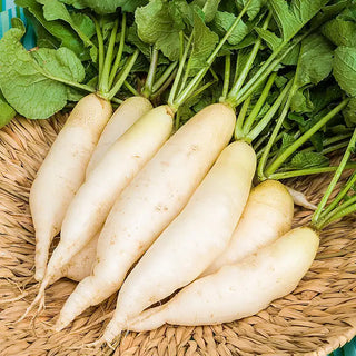 White Icicle Summer Radish Seed