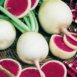 Watermelon Winter Radish Seed