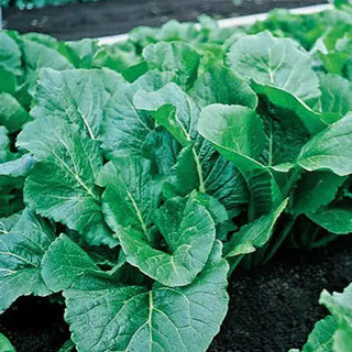 Alamo Hybrid Turnip Greens Seed