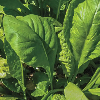 Tendergreen Spinach Mustard