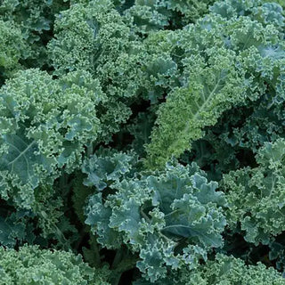 Vates Blue Curled Kale Seed