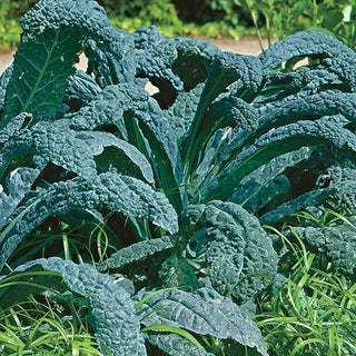 Lacinato "Dinosaur" Kale