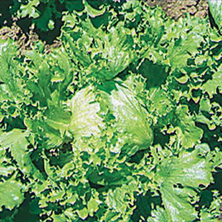 Great Lakes 659 Crisphead Lettuce