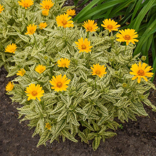 Sunstruck Heliopsis