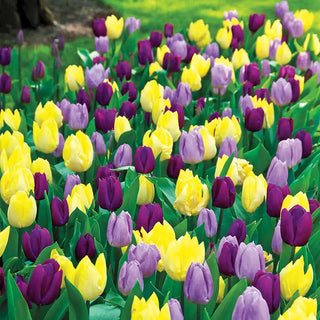 Royal Tulip Blend