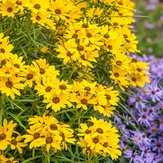 First Light Helianthus