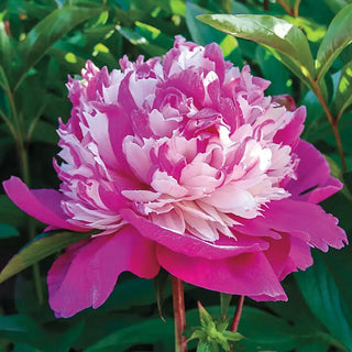 Celebrity Peony