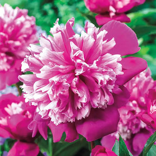 Celebrity Peony