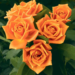 Pumpkin Patch™ Floribunda Rose