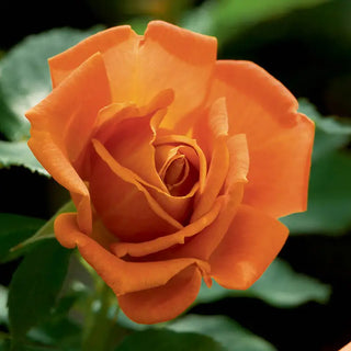 Pumpkin Patch™ Floribunda Rose