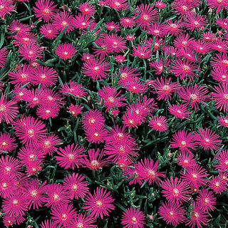 Purple Ice Plant