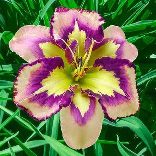 Spacecoast Behavior Pattern Reblooming Daylily