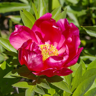 Watermelon Wine Itoh Peony