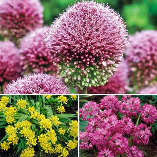 Deer-Proof Alliums for Naturalizing