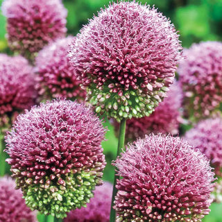 Deer-Proof Alliums for Naturalizing