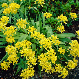 Deer-Proof Alliums for Naturalizing