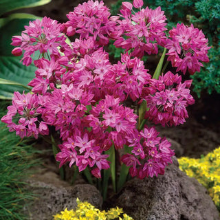 Deer-Proof Alliums for Naturalizing