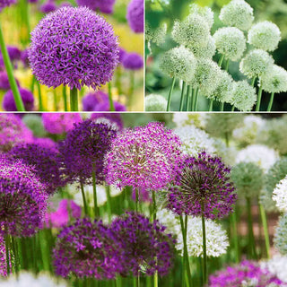 Deer-Proof Deluxe Alliums for Borders