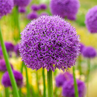 Deer-Proof Deluxe Alliums for Borders