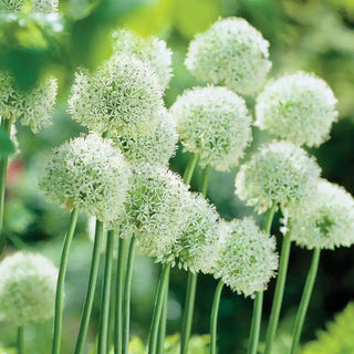 Deer-Proof Deluxe Alliums for Borders