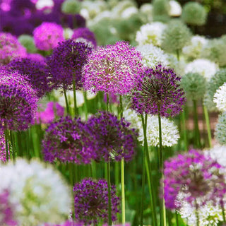 Deer-Proof Deluxe Alliums for Borders