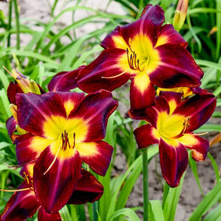 Persian Ruby Daylily