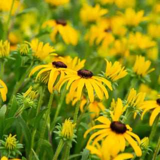 American Gold Rush Black-Eyed Susan